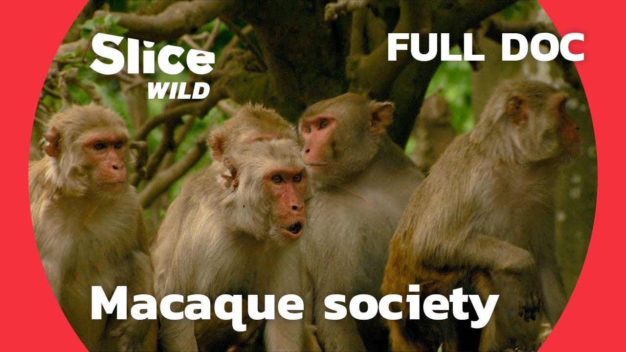 How 500 monkeys settled on an uninhabited island | AI | Full Documentary