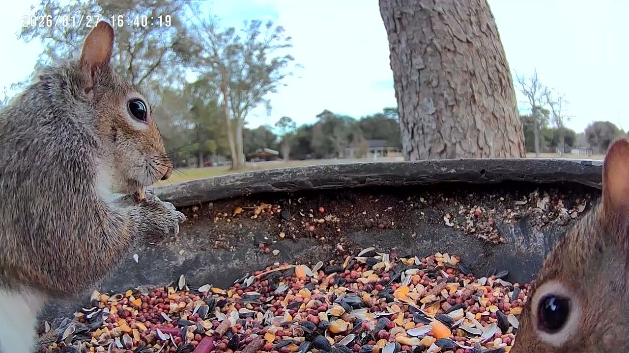 The twins don’t want to share 😂 #squirrels #petstv #wildlife #mornings 