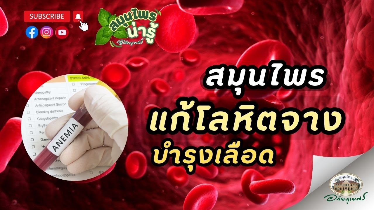 สมุนไพร แก้โลหิตจาง บำรุงเลือด l สมุนไพรน่ารู้ (2024)