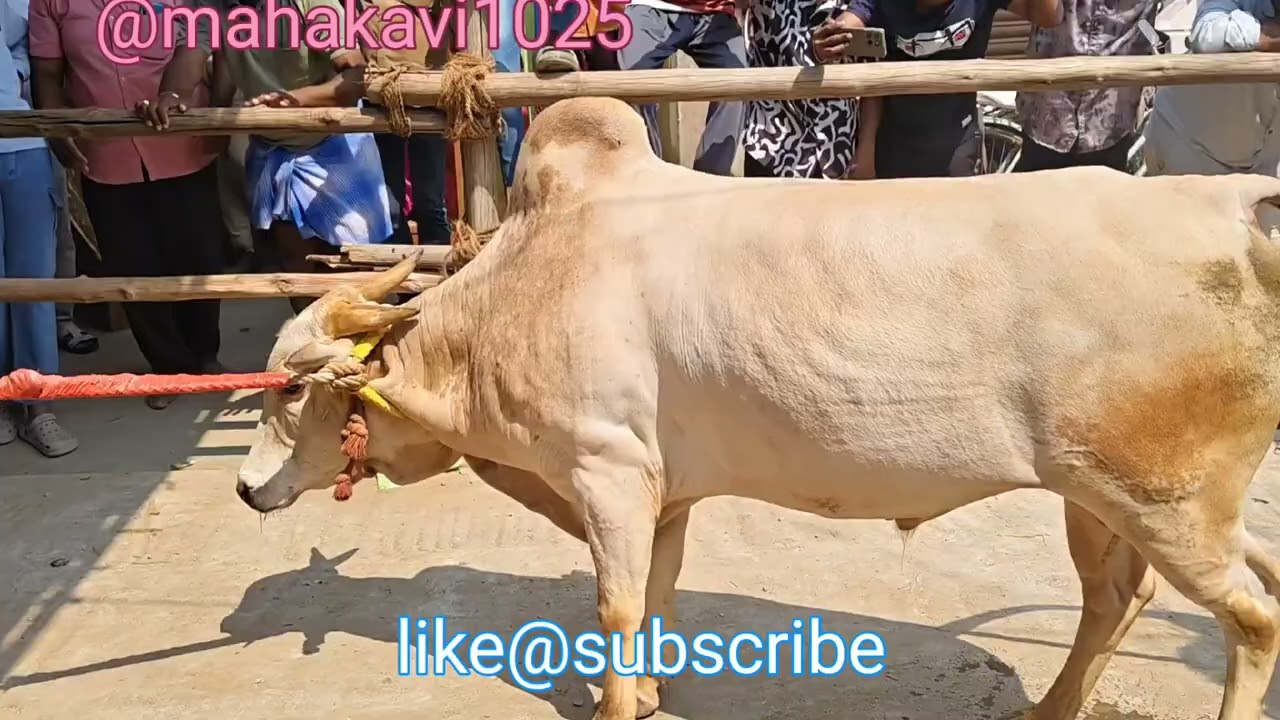 புலிமேடு வீதியில் பாய்ச்சல் காளைகளின் அலப்பறைகள் பாகம் 2 #jallikattu 