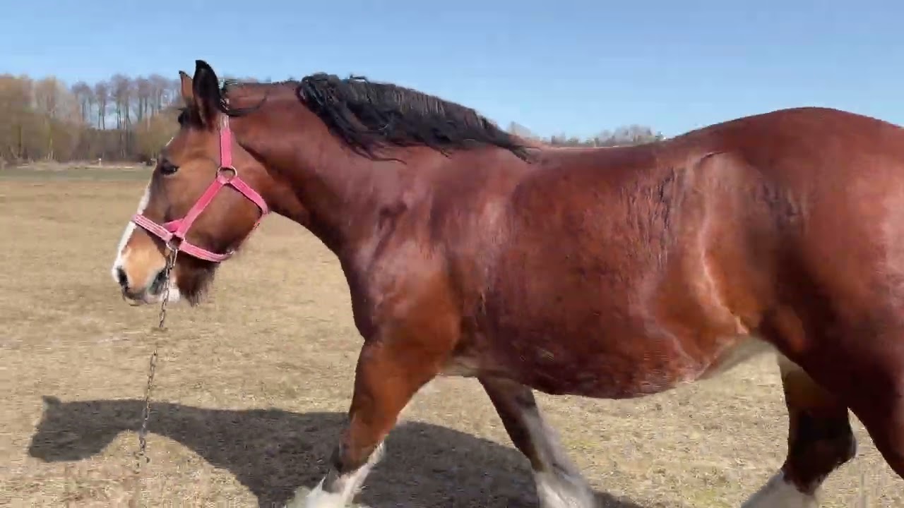 🌞💐Володиирівські Коні💐🌞🐴