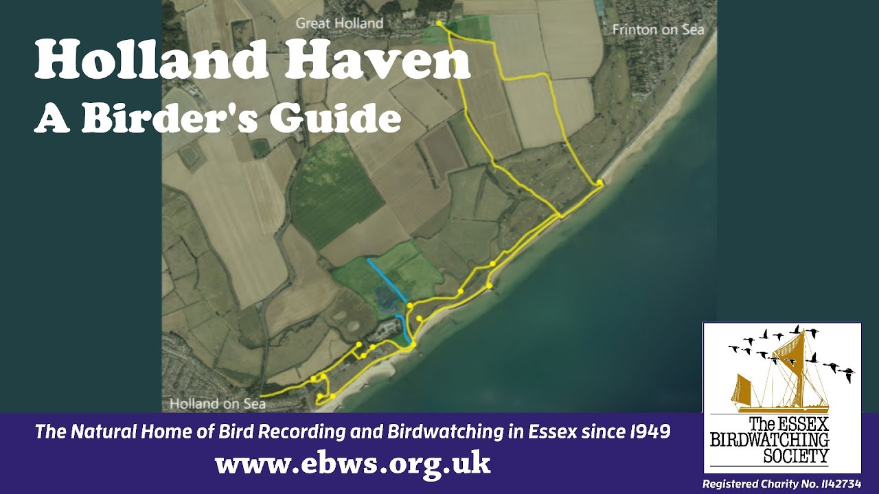 A Birder's Guide to Holland Haven