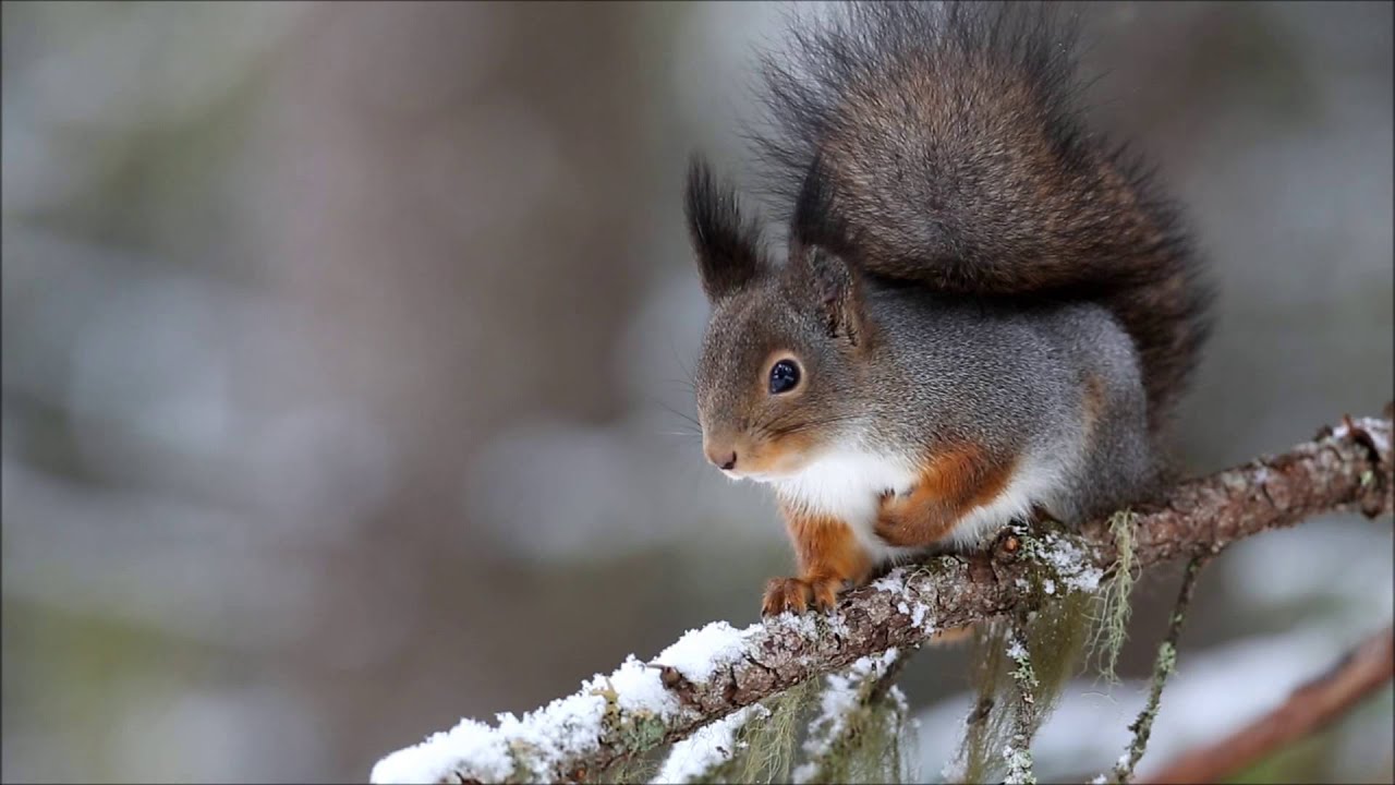 Ekorre, Red squirrel (Sciurus vulgaris)
