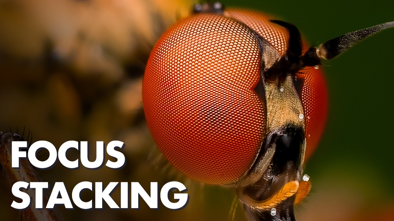 Trying Different Focus Stacking Methods in the Field