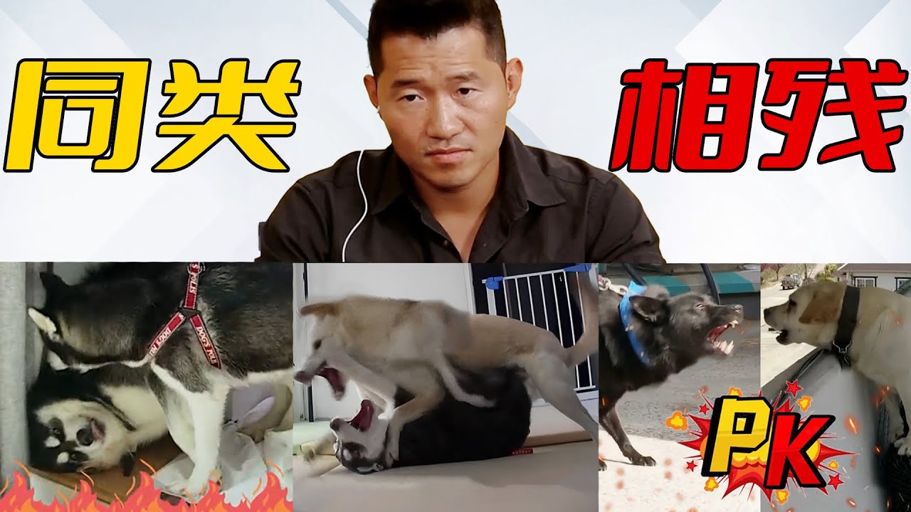 【合集】一胎沒養好還敢養二胎？為掙頭狗地位，打得天翻地覆