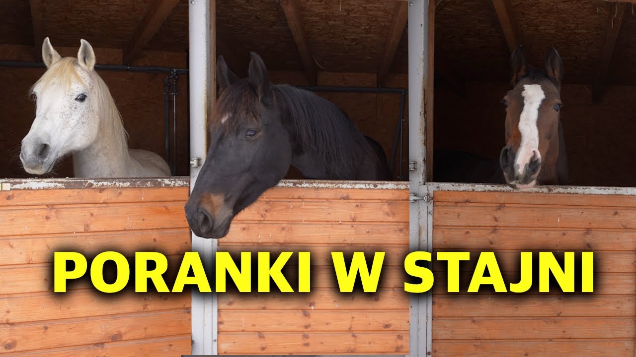 MOJE PORANKI W STAJNI PRZYDOMOWEJ 🐴
