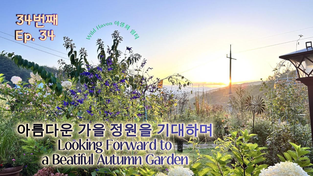 가을 하늘 아래 정원의 소박한 꽃들/야생화 쉼터/Flowers That Gently Adorn the Garden in Autumn Sky/Wild Haven/Josephine