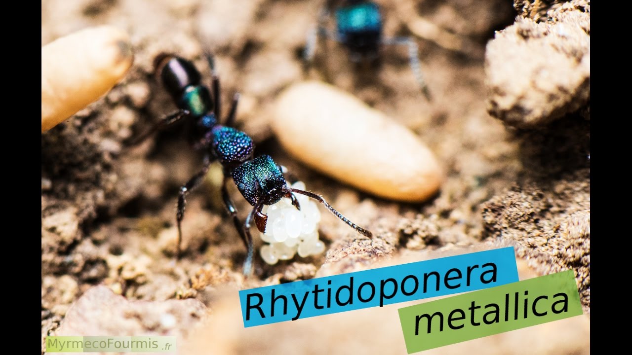 Iridescent Green & Blue ANTS | Rhytidoponera metallica
