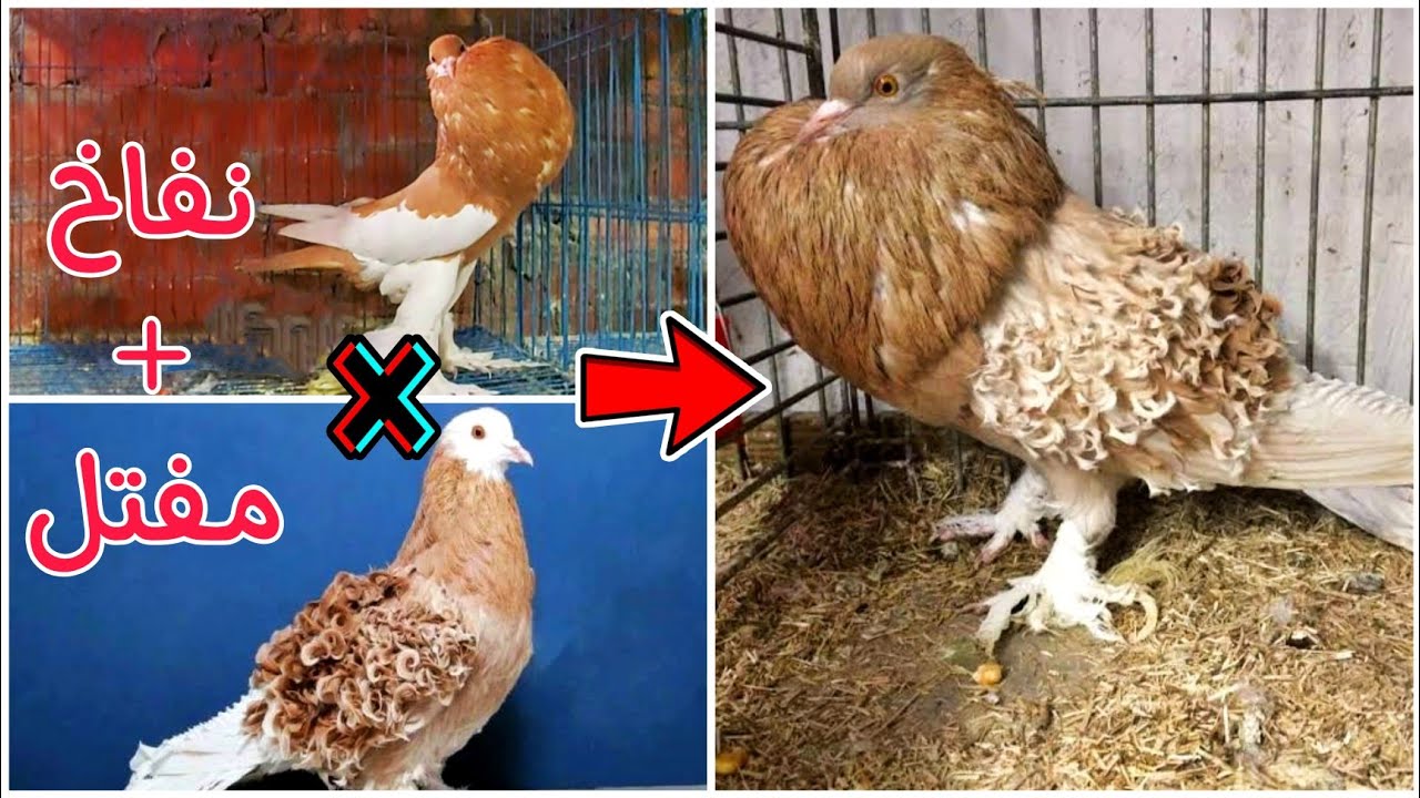 زغاليل الحمام التهجين المفتل مع النفاخ كبرت وبقت جميله جدا