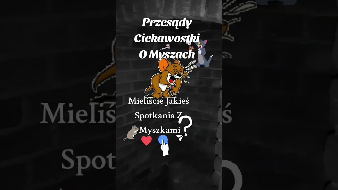 Przesądy , Ciekawostki O Myszach #przesądy #zabobony #ciekawostki #mysz #myszka #życiecodzienne