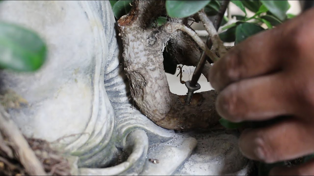 Atornillando ficus al buda de roca