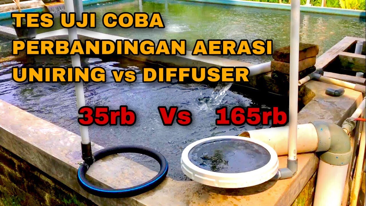 PERBANDINGAN AERASI MENGGUNAKAN UNIRING vs DIFFUSER UNTUK KOLAM PEMBESARAN IKAN NILA