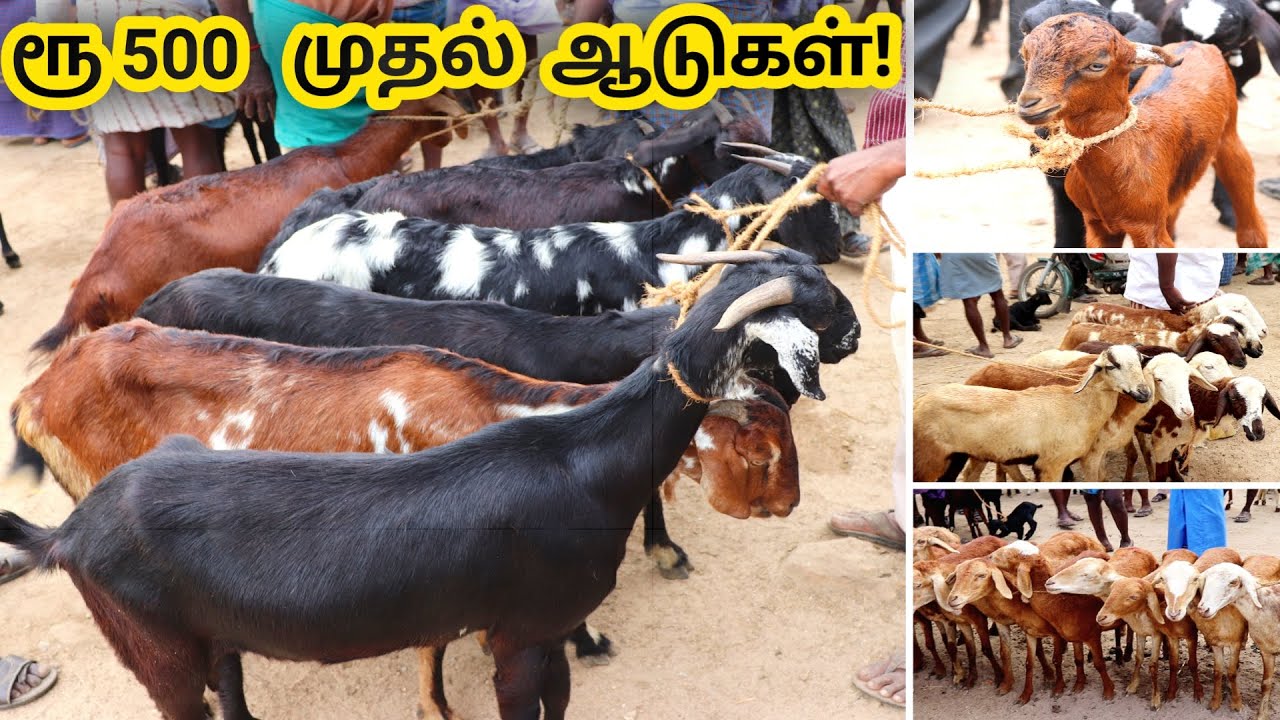 ராணிப்பேட்டை ஆட்டுச்சந்தை!  இந்த வார விலை நிலவரம் | Ranipet goat market