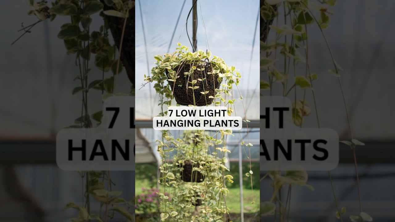 7 Low Light Hanging Plants #shorts #hangingplants #gardening