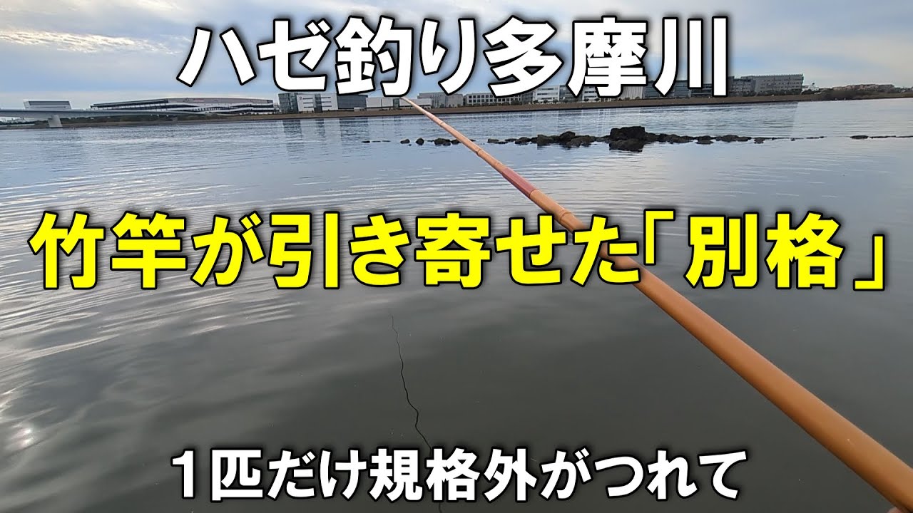 「お前だけ、格が違ったな。」和竿で挑む多摩川の主と出会う 2025年11月2日 #ハゼ釣り #鯊 #真鯊 #ハゼ #マハゼ #デカハゼ #釣り #多摩川 #東京 #大田区 #江戸