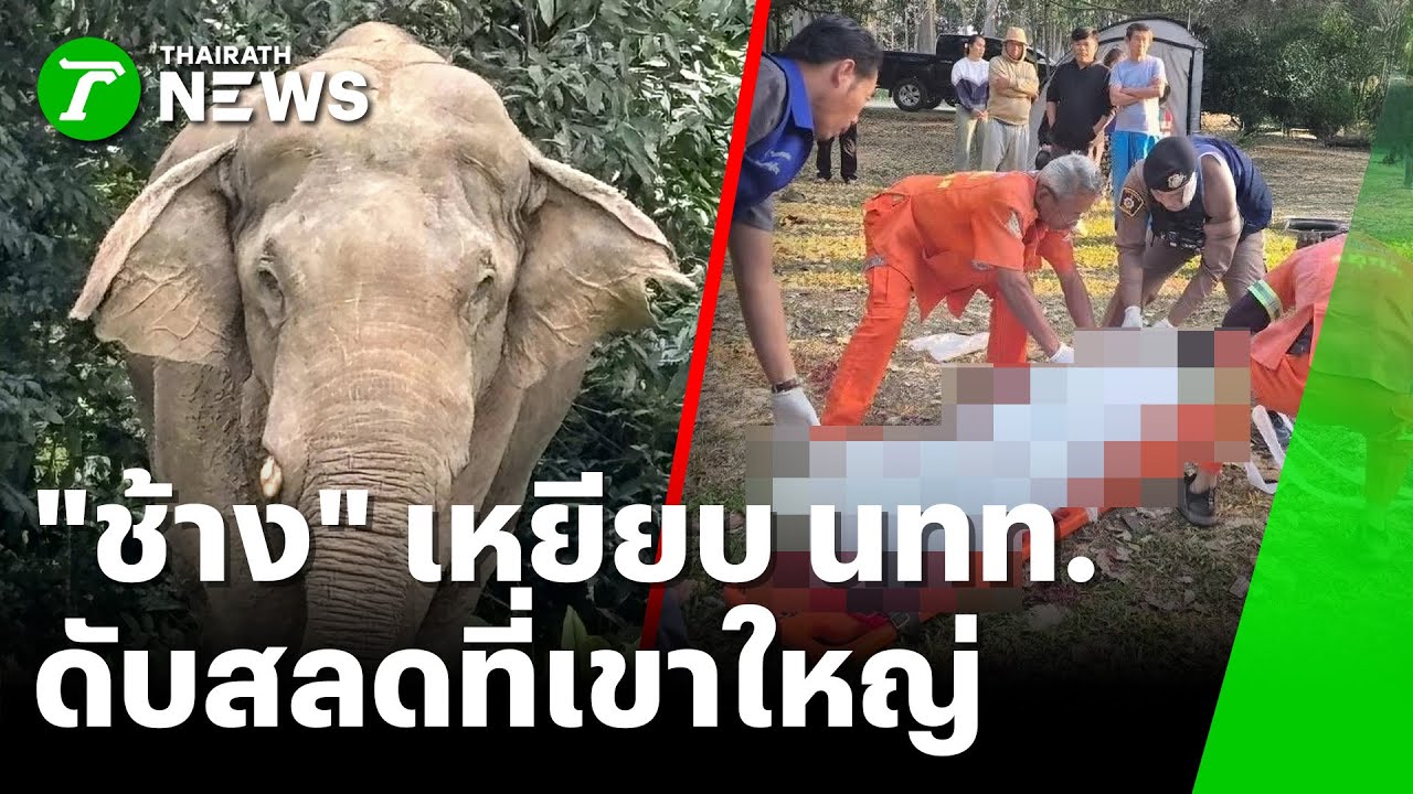 ช้างป่าเขาใหญ่ เหยียบนักท่องที่ยวกางเต็นท์ดับ | 3 ก.พ. 69 | ห้องข่าวหัวเขียว