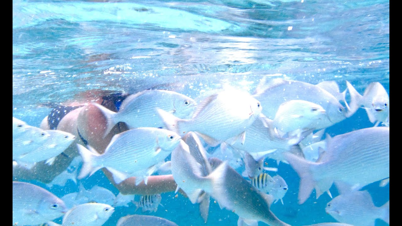 Snorkeling in Cabo San Lucas Marine Park HD, Pelican Rock
