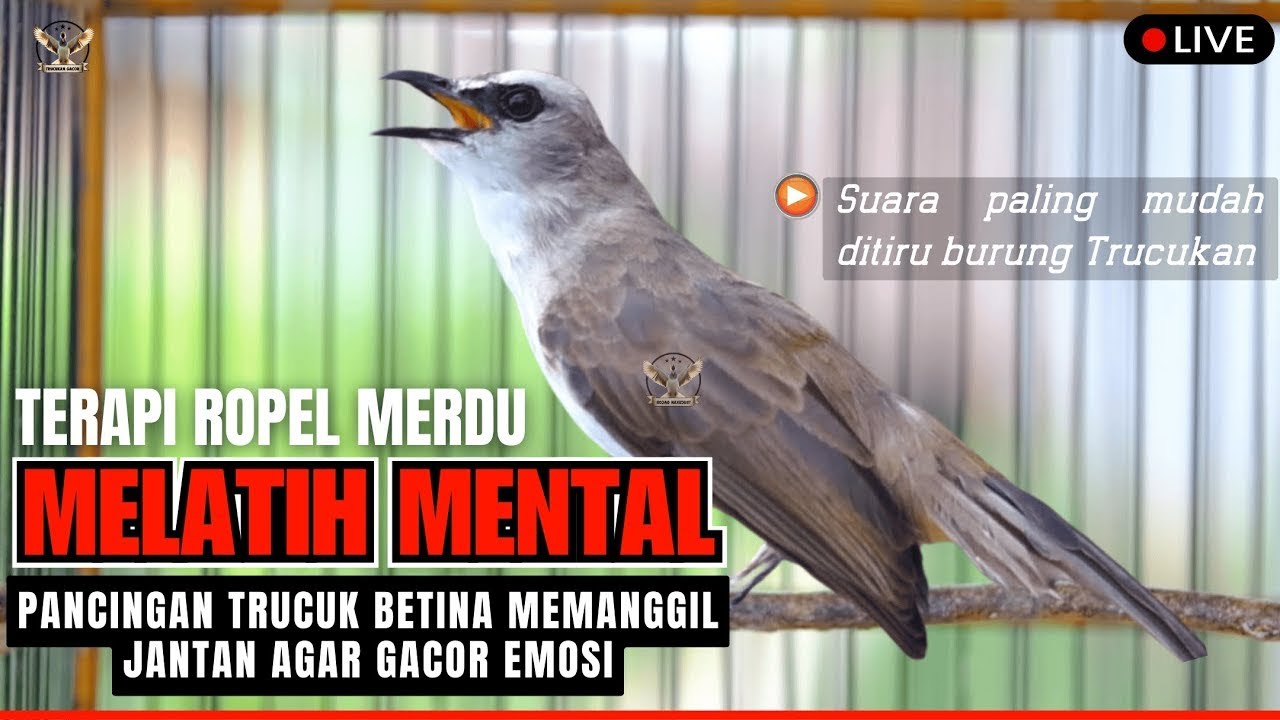 TRUCUKAN BETINA GACOR NGECUPLIK MEMANGCIL JANTAN! AMPUH Jadikan Trucukan Jadi Gacor Ropel Panjang