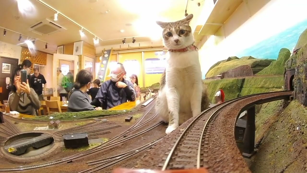 ジオラマ食堂の土曜日！皆様と一緒にこの列車に乗ってみましょう！多少の揺れにご注意下さい。