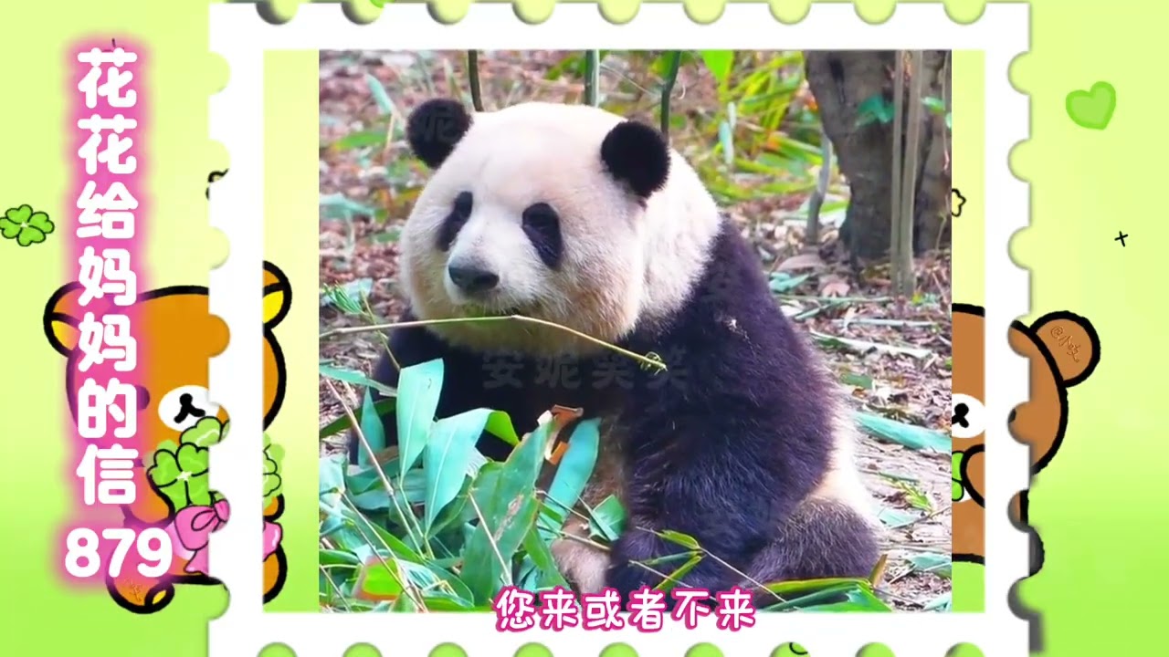 《花花给妈妈的信879》 六号别墅趣事多～#来这里吸熊猫 #大熊猫和花 #大熊猫和花和叶 #熊猫花花 #大熊猫