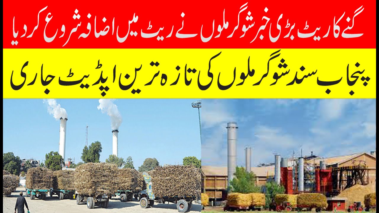 Today Good news on sugarcane rate 2026 | All sugarmils rate | Sugarcane rate in sugar mills conti...
