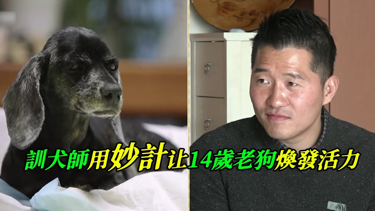 狗狗每天要睡20多個小時，它看不到也聽不到，卻可以等候主人回家，訓犬師送它三份禮物，幫助它重獲新生