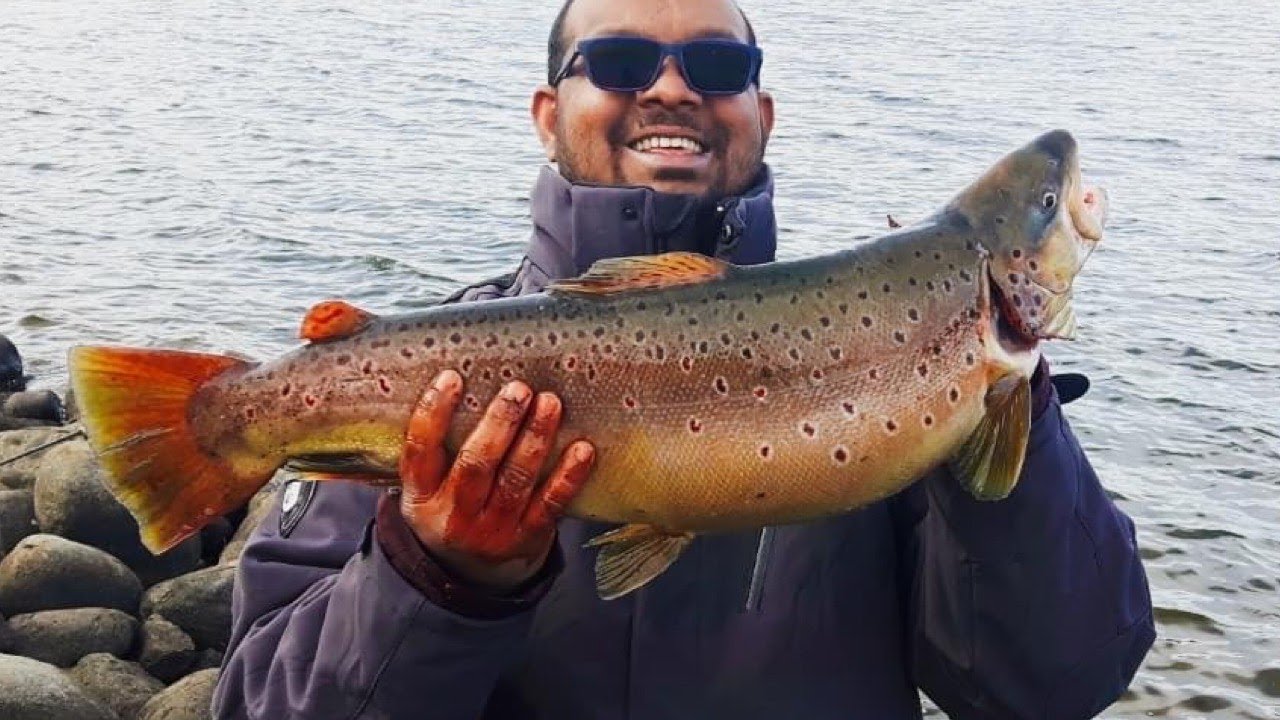 World's Biggest Brown Trout Caught On Camera?