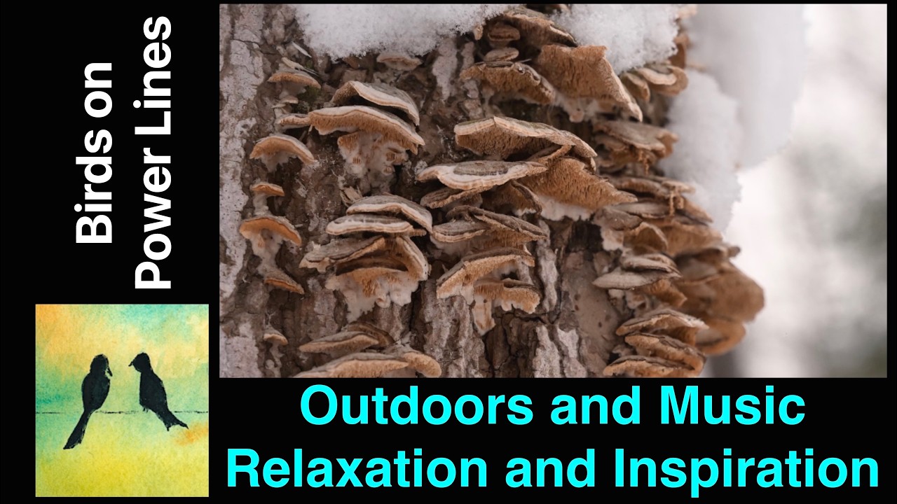 Music and Winter. A Perfect Combination. #music #relaxing #winter #snow #nature #outdoors
