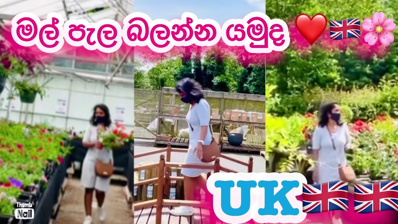 මල් පැල තවානක් බලන්න යමුද(සිංහල) |UK FLOWER #jayacodyinuk  #flowernursery #SRILANKA #Sinhala