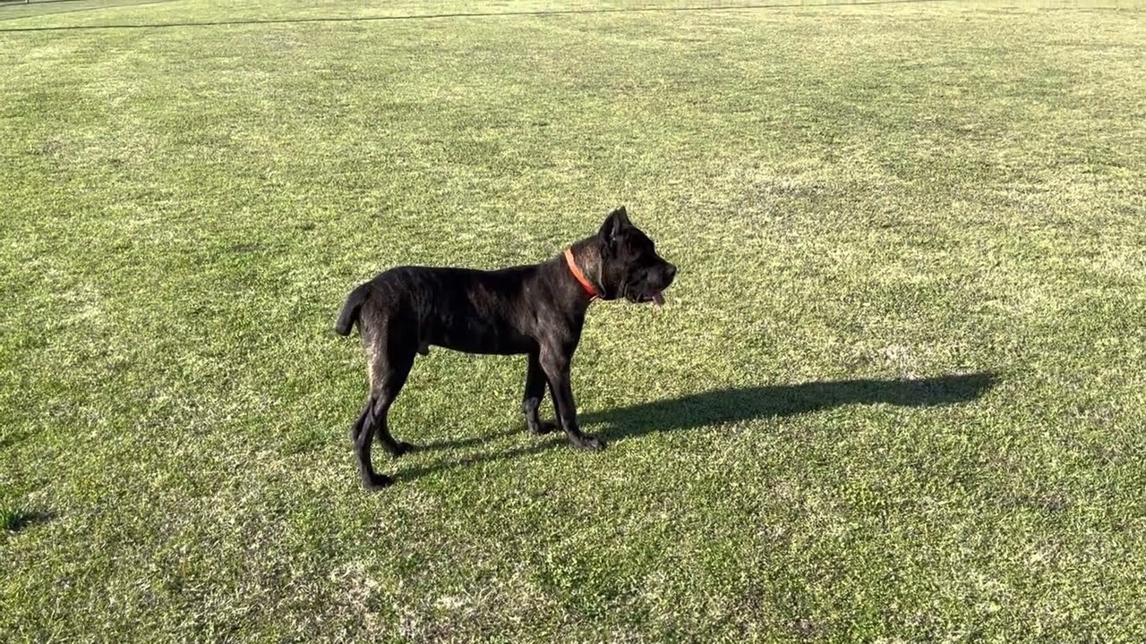 My 6 month old 75 pound CANE CORSO IS HUGE!!!!
