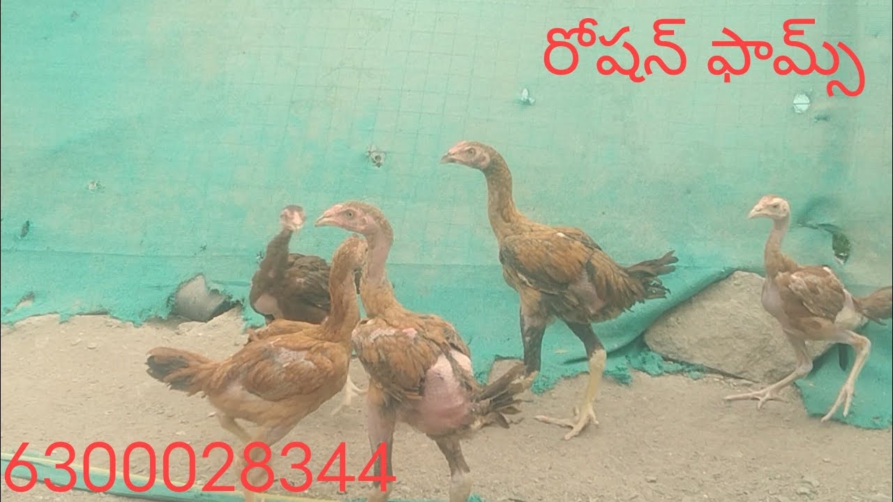 6300028344. టాప్ క్వాలిటీ 5 నెలల పిల్లలు