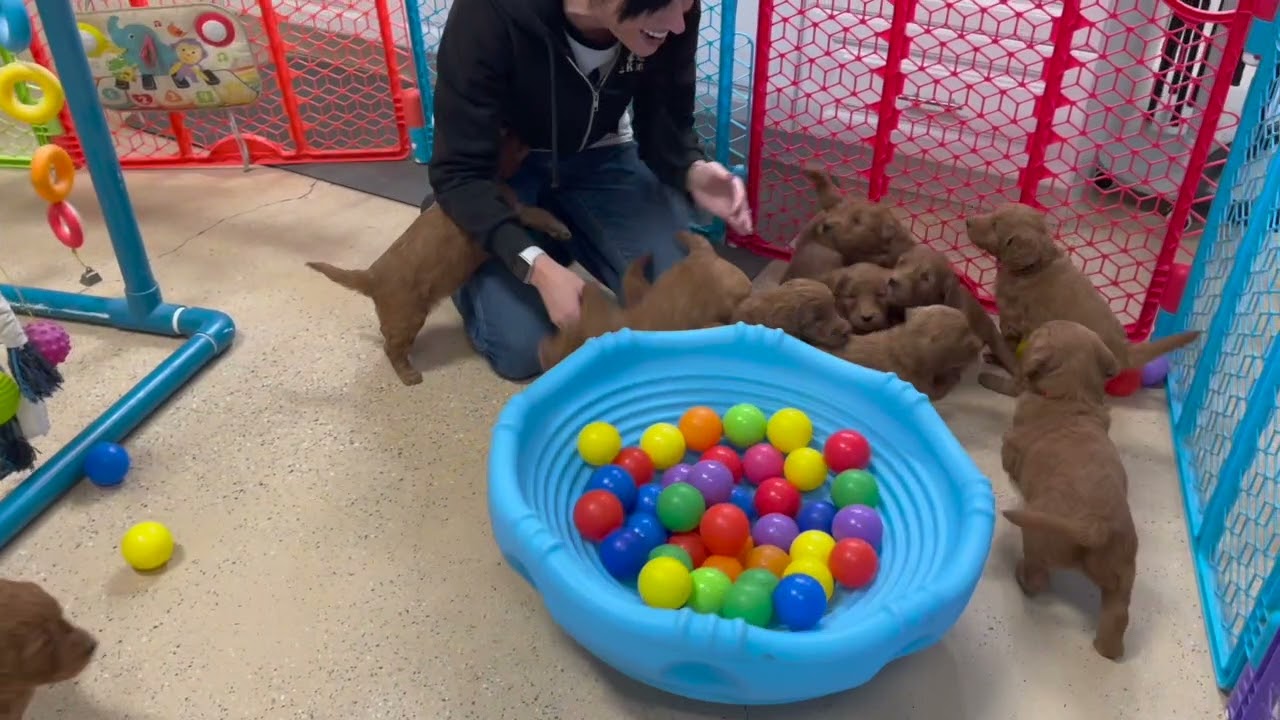 The morning routine for a litter of 6 week old puppies!