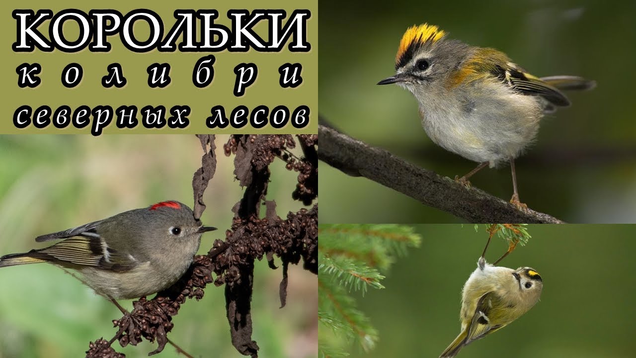 КОРОЛЬКИ - Колибри северных лесов