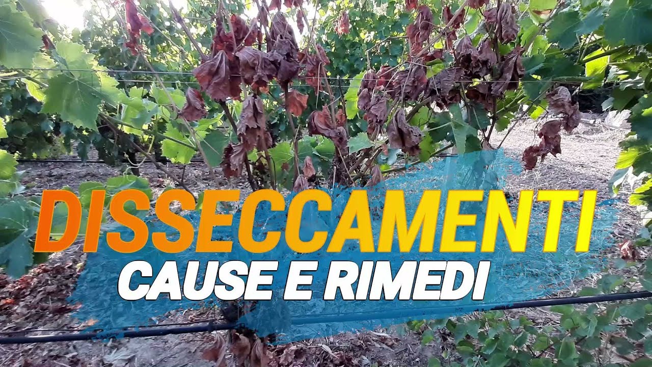 DISSECCAMENTI IMPROVVISI DELLE PIANTE: Tutta colpa del mal dell'esca?