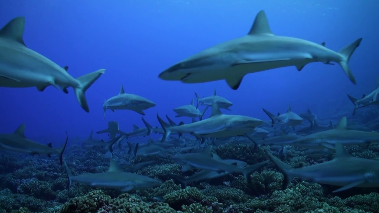 The Wall of Sharks-Fakarava South Pass-French Polynesia