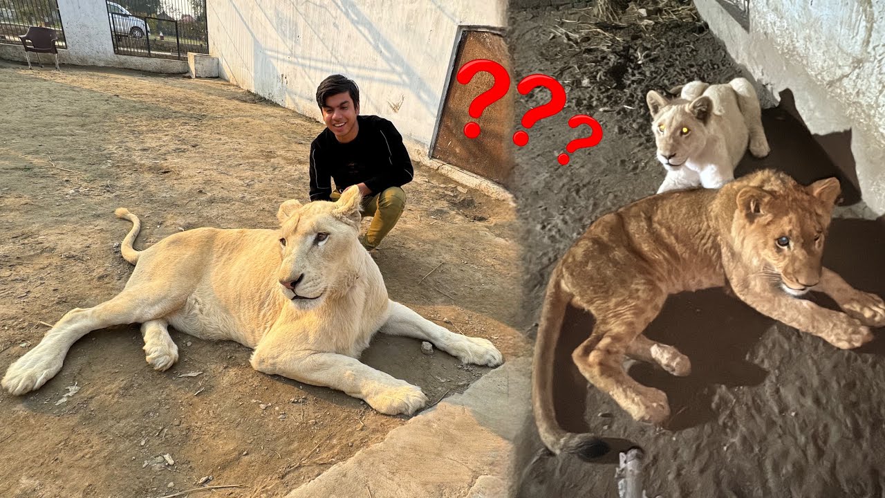 In Me Sy Kon Sa Lion Lena Cahia 🤔?