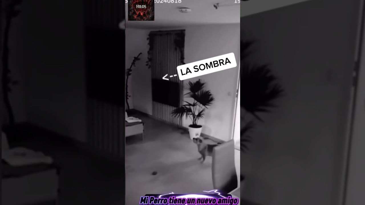 Sombra nueva amiga de mi mascota? 
