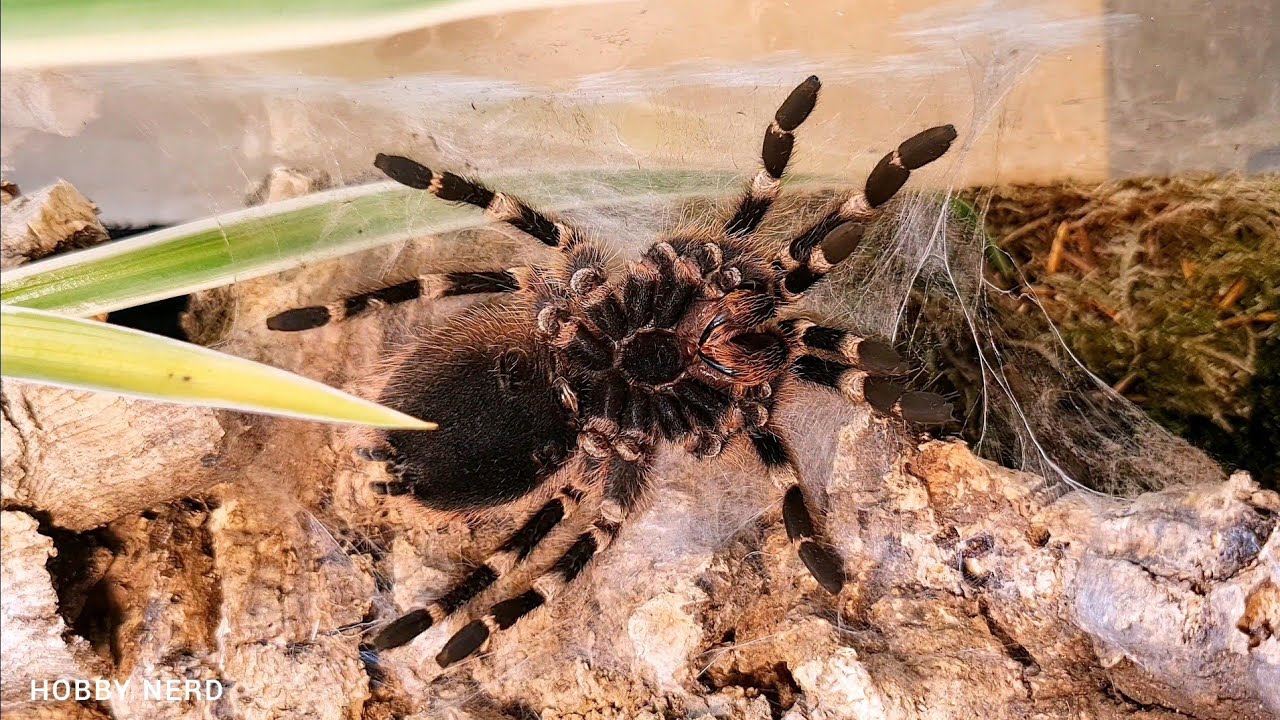 Vogelspinnen: Häutung einer Fressmaschine 4K in Zeitraffer