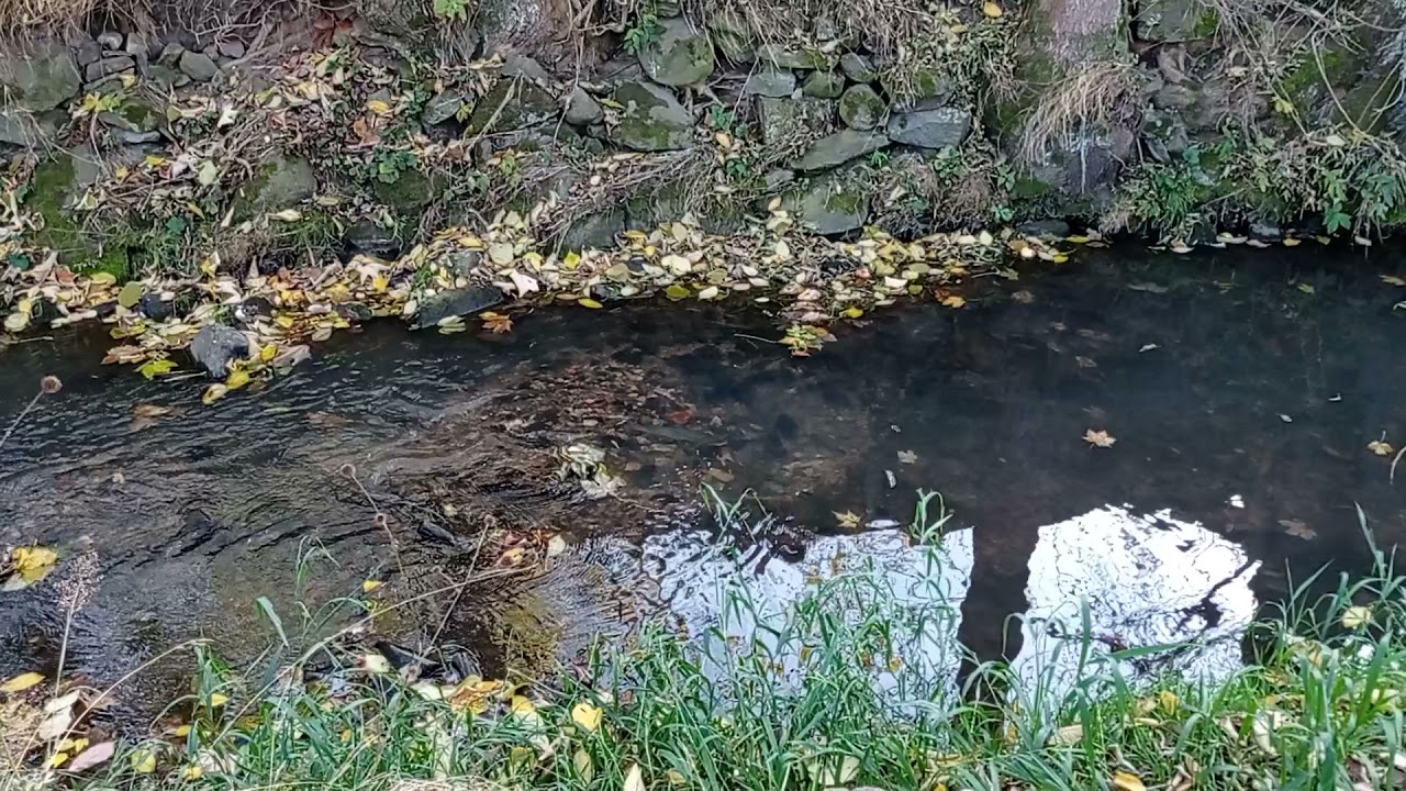 Tření pstruha obecného