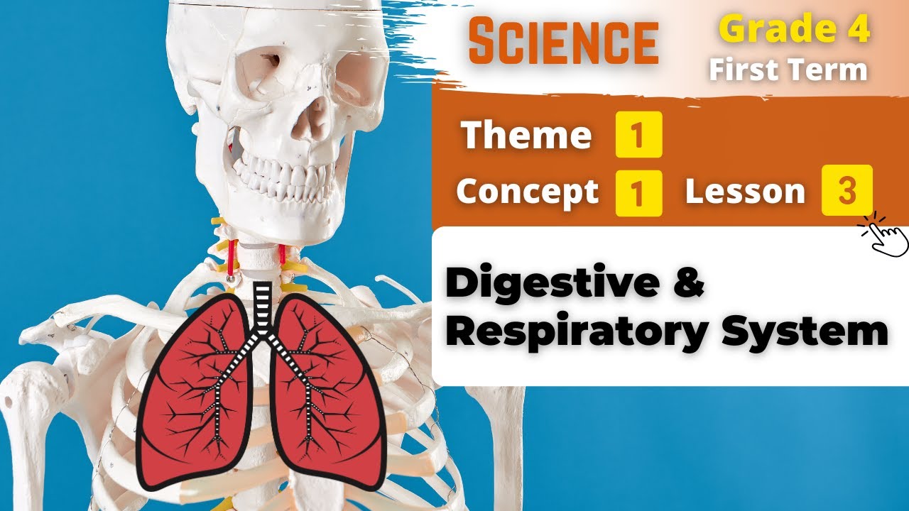 Grade 4 | Digestive & Respiratory System | Theme 1 - Concept 1 - Lesson 3 | Science