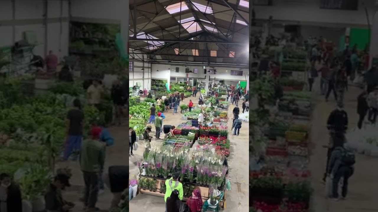 Mercado nacional de plantas de Flormacoop para esta semana santa recomendamos la palma santa ￼