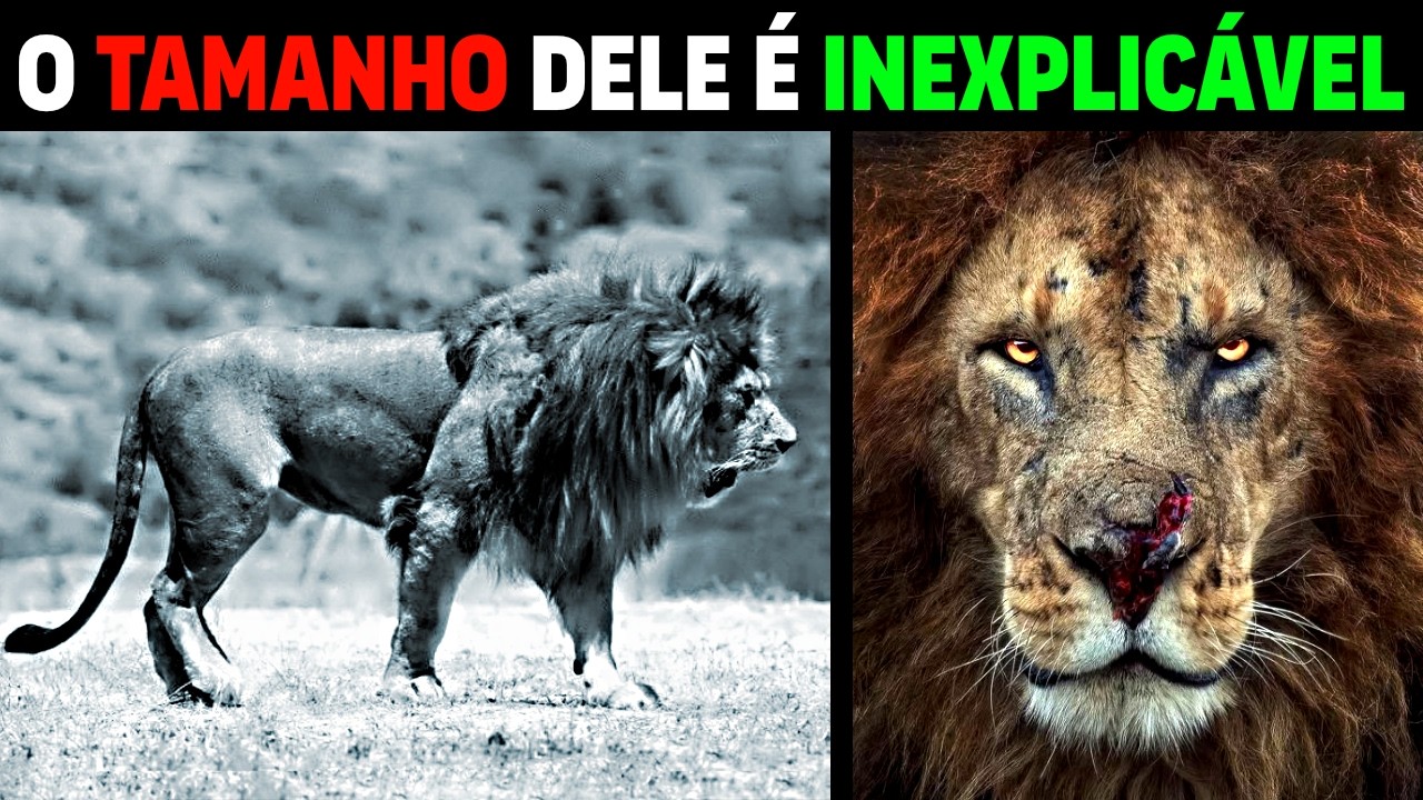 Лев: САМЫЕ БОЛЬШИЕ В МИРЕ ЛЬВЫ НАЙДЕНЫ БЕСПЛАТНО В САВАННЕ