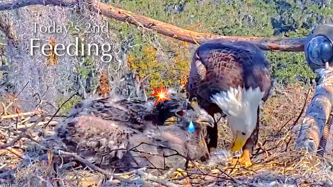 #236🦅🐥35°🐥30°／Winter Park Eagle Nest 2026／Against All Odds:One-Eyed Mom／Wink💗Atlas