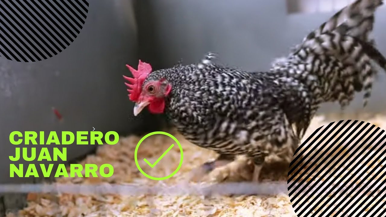 Super kikirikis aztecas Barrados criadero Juan Navarro