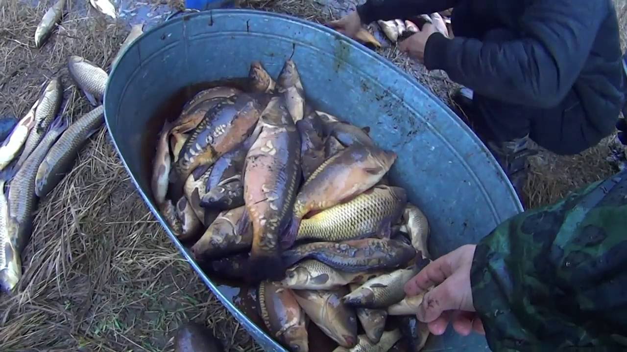 Браконьєрський вилов риби, методом спуску водойми в с.Мухавка Чортківського рн. Тернопільської обл.