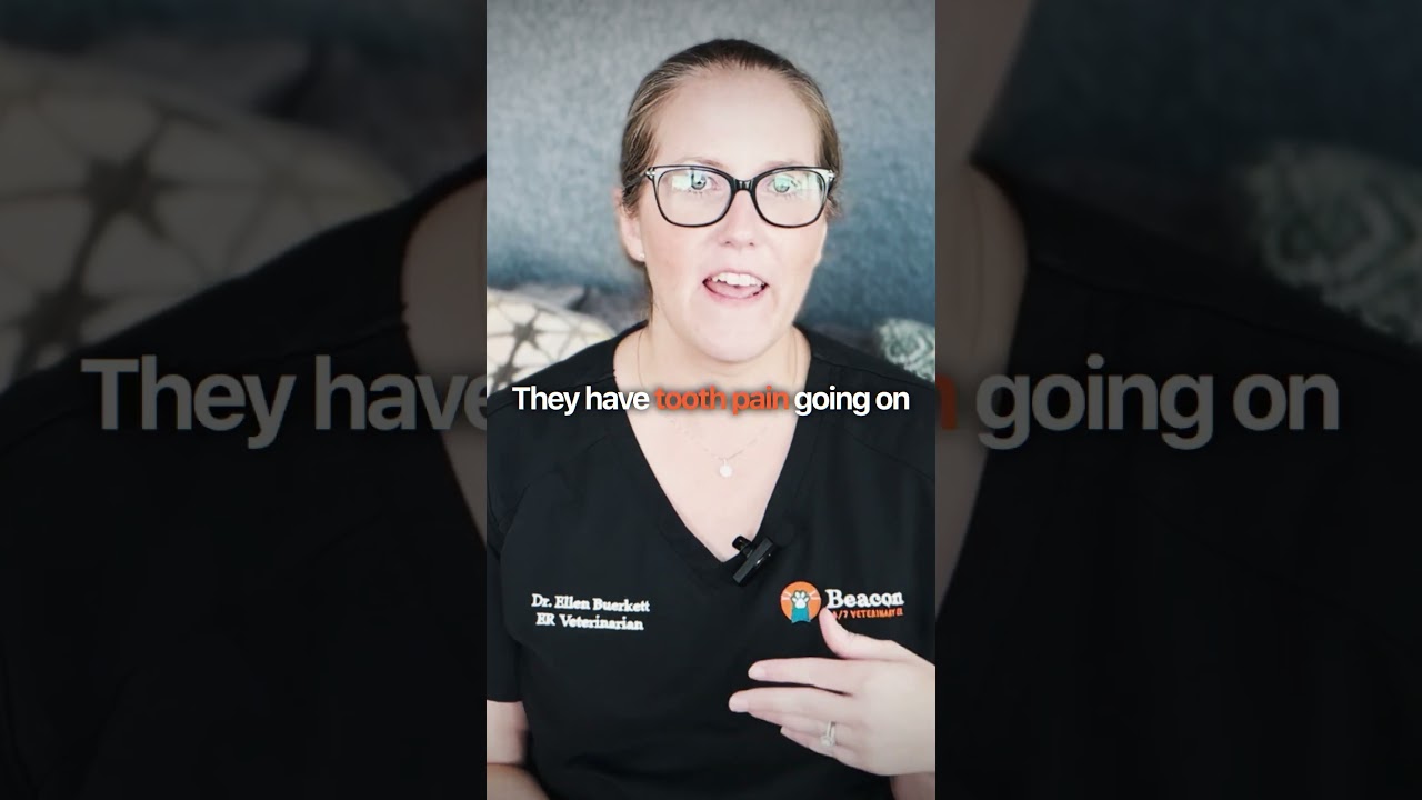The Scary Truth About Pet Dental Pain Vets Want You to Know