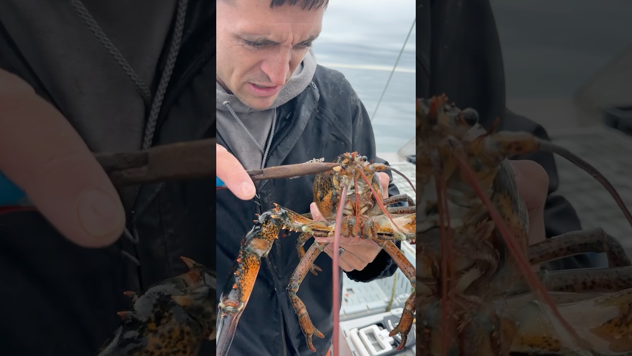 Removing a parasite from a lobster #maine #lobster #interesting #didyouknow #education #learn