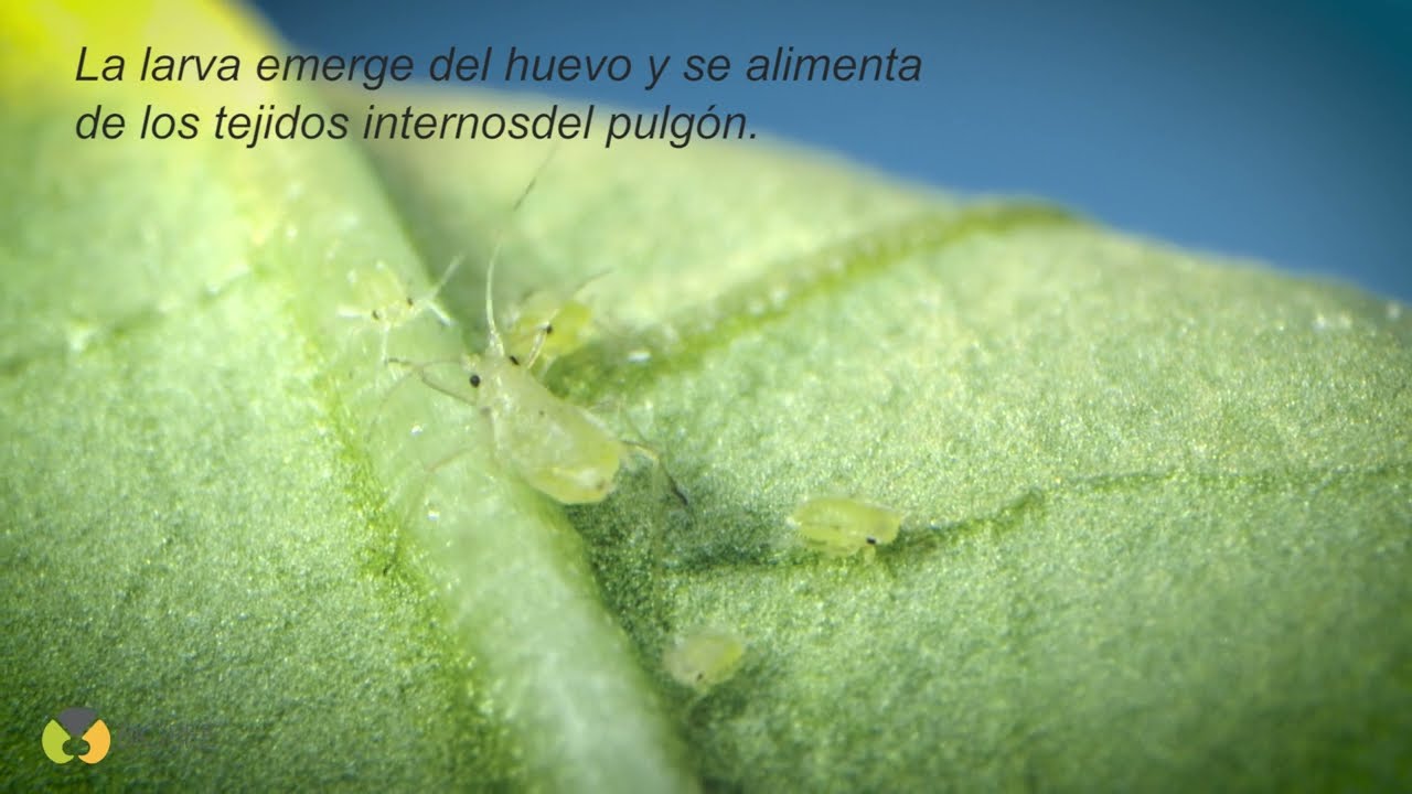 BioAphidius (Aphidius colemani)