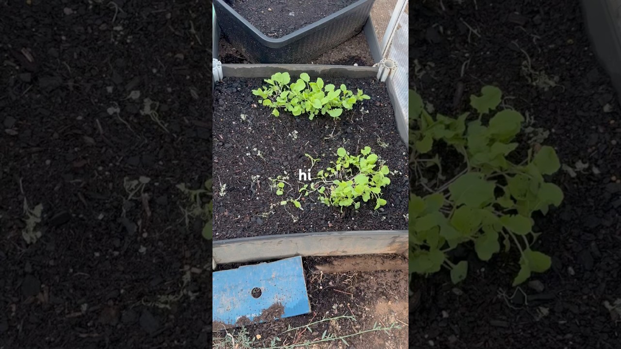 Week 2 Container Gardening Update 🌱 Chicken Damage, Replanting & Root Vegetables
