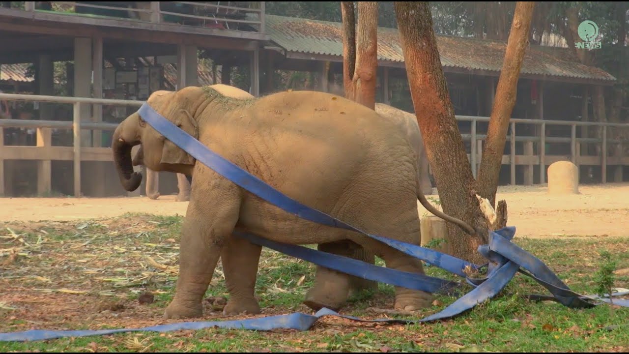 Baby elephant Navann with his first time to play a hulla hoop